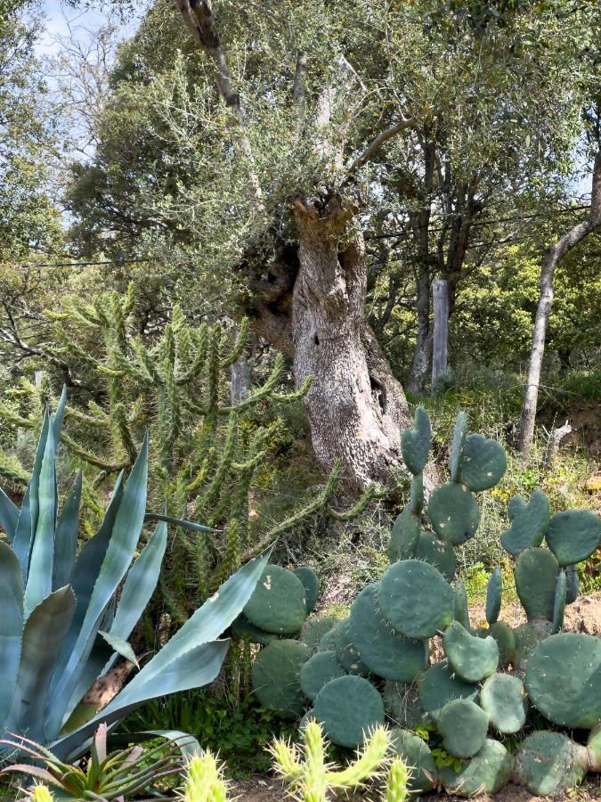 La Pampa Cargese Chambres D Hotes Eksteriør bilde
